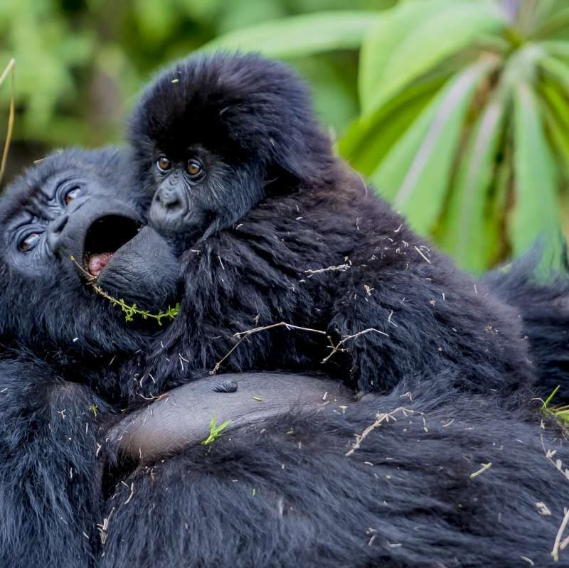 3 Days Gorilla Trekking Safari in Rwanda Adventure - Gorilla Bookings