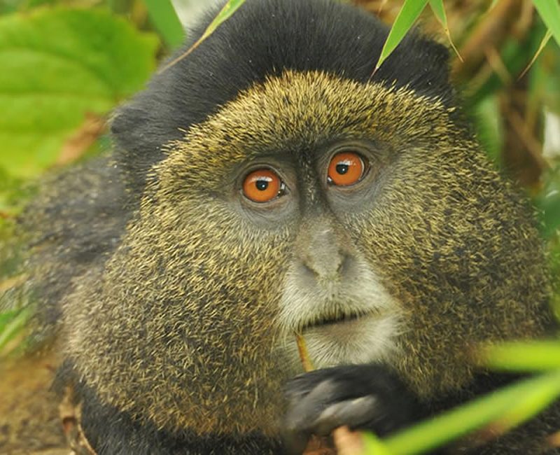 4 Days Gorillas and Golden Monkey Trekking - Gorilla Bookings