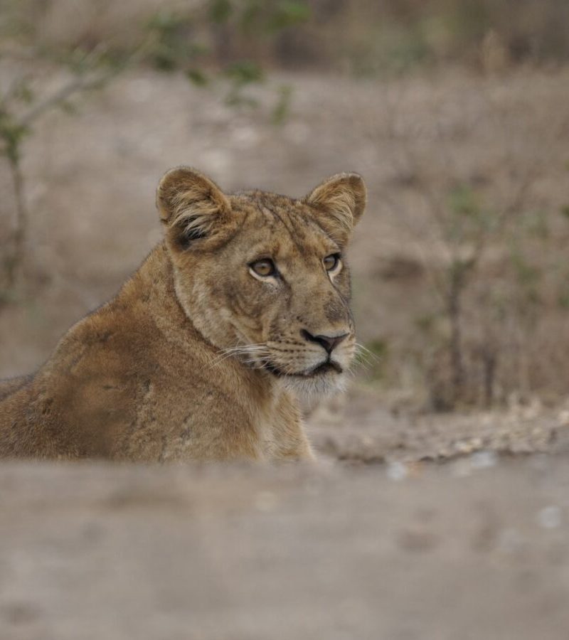 4 Days Kenya Safari Lake Nakuru Masai Mara Holiday – Gorilla Bookings