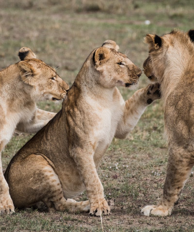 6 Days Amboseli Nakuru Masai Mara Safari Package - Gorilla Bookings